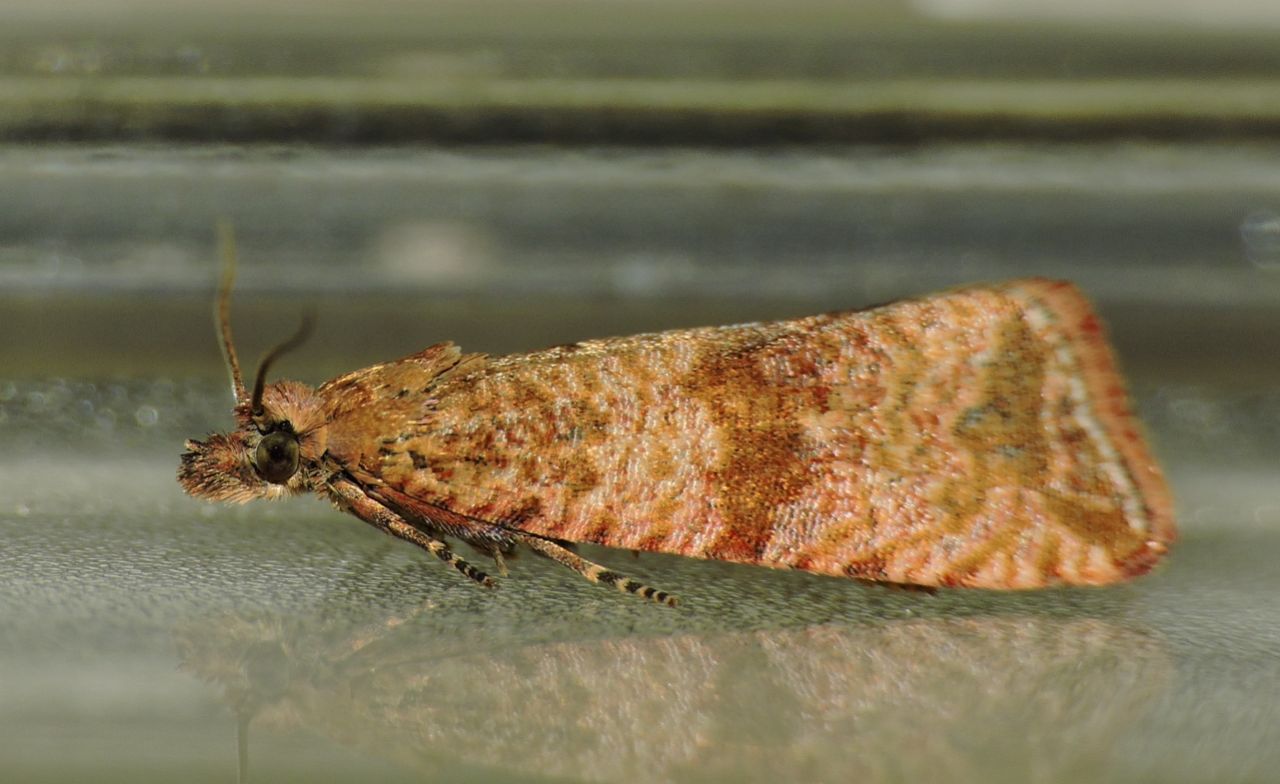 Richiesta conferma ID Tortricidae - Celypha striana